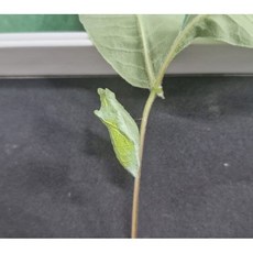 호랑나비키우기 번데기 3마리