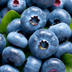 생 블루베리 과일간식 항공직송 맛있는, F)수입 블루베리 18mm 4팩 (팩당 125g), 1박스