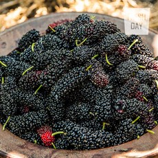 [프레시데이] 고창 오디 냉동 생과 상품 10Kg (과상2호), 1개, 출고일선택:단일상품