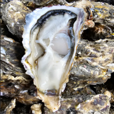 [당일조업] 제철 통영 석화 굴, 1박스, 5kg (통영석화)