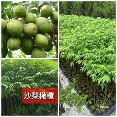 霏霏園藝 四季沙梨橄欖實生苗 泰國品種 半年生 庭院植物, 1個, 5吋200元