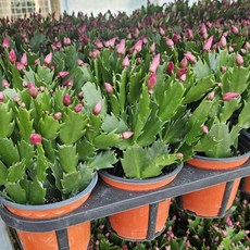 1+1 에이피팩토리 게발선인장 레드 핑크 붉은꽃 소품 다육식물, 1개