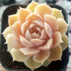 다육이 총집합 골라담기 다육식물 다육이, 5번- 미니 온슬로우