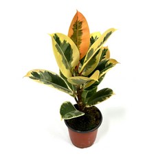 감동샵 무늬 예쁜 공기정화식물 6종 오로라 엔젤 사파이어 수채화고무나무 수박페페 슈퍼바, 1개