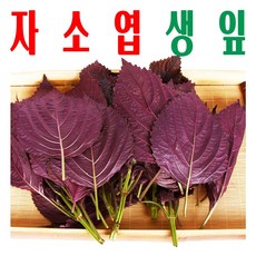 자소엽/ 자소엽잎/ 매실장아찌 우매보시 재료/ 청정수 재배 차즈기잎/ 미산농장/ 100g, 자소엽(차조기)생잎 100g X1봉, 1개