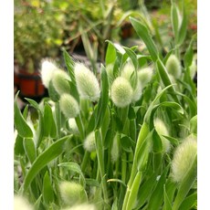 //초화//바니테일 3개셋트