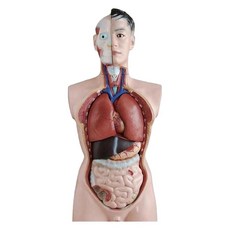 85cm 해부학모형 장기 분리 교육용 모델 여성 인간 내부 모형 흉부 몸통 복부 해부학 간, 1. 6. 5. 201형/85cm