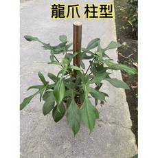 霏霏園藝 龍爪柱型植栽, 1個, 一棵特價700元
