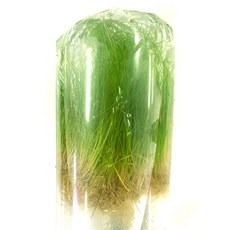 [수초대장] 미니헤어글라스 (40뿌리) 전경수초