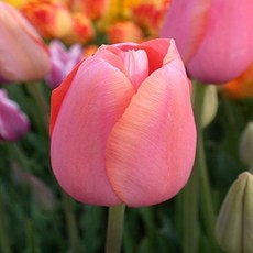 [나은식물원]51.[튤립 모종] 멘톤-10cm 2포트