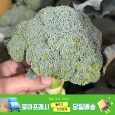[로아프레시] 당일경매 당일발송 신선한 브로콜리, 1개, 1kg