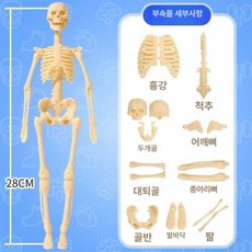 인체모형 장기해부 교육 실습 전시 장기내부관찰 인체공부, 골격 단품, 1개, 기본 색상
