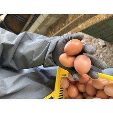 HACCP 난각번호 1번 자연방사 유정란 30구 무항생제> 무농약, 1개