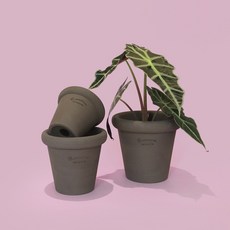 마이플랜트 로자리안 에보니 슈가팟 토분 화분