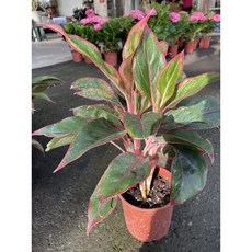 霏霏園藝 極光萬年青 粗肋草 耐陰性極高 多芽性 綠葉豔紅邊 室內盆栽