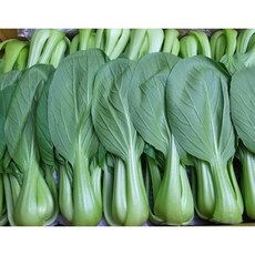 [신선야채] 국산 청경채 싱싱한 샤브샤브용 청경체 야채, 2개, 4kg
