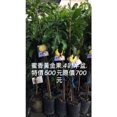 霏霏園藝 蜜香黃金果, 1個