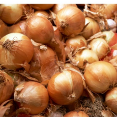 국내산 햇 양파 무안 양파, 1개, 1kg (중)