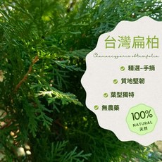 建方松園 台灣扁柏葉材 400g