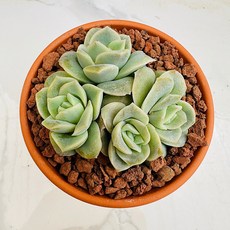 러블리로즈 산아래 다육이 선인장 화분 식물 꽃 생명력 카페꾸미기 장식 공기정화 전자파차단 희귀식물 다육식물, 1개