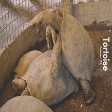 Tortoise Calendar 2021: Funny Animal Calendar 2021 Wildlife Calendar 12 Month Paperback, Independently Published, English, 9798583661770