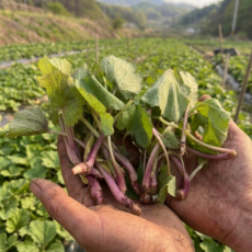 머위 머위나물 국내산 머위나물 머위순, 1박스, 1kg