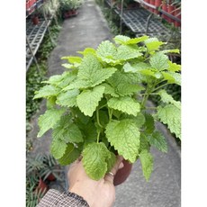 霏霏園藝 貓薄荷盆栽 貓咪喜愛植物 幫助消化 療癒舒心, 1個