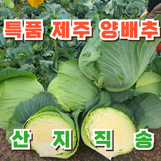 [타임특가] 달찌네 아삭달콤 특품 국내산 양배추, 1개, 5kg