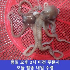 (산소포장) 횟감 국산 남해안 낙지 산낙지 뻘낙지 생물낙지, 1개, 3미(240-360g) x 1
