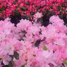 목하원예조경 왜성철쭉 해피핑크 아잘레아 아젤리아 포트 묘목 봄꽃 철쭉 나무 관목 정원조경수 개화주, 1개