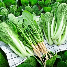 채소한 싱싱 국내산 포천 어린열무 얼갈이 세트 1개, 어린열무4kg+얼갈이2kg