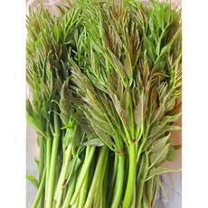[무주반딧불] 26 햇 여름두릅 1kg, 1개