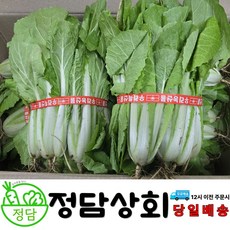 ( 정담상회 ) 국내산 단배추 얼갈이배추 얼갈이 단배추 1.6kg(2단) 3.2kg(4단) 4.8kg(6단) 내외, 4.8kg, 1박스