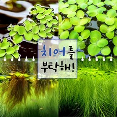 [미초특가]달팽이 없는 키우기 쉬운 치어 보호 부상 수초 2종 14개 20개 / 부모님선물/ 인테리어 / 부상 수초 / 구피 수초 / 치어 수초 / 새우 수초 / 초보자 수초 /