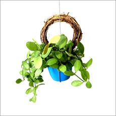 들꽃향기 공중식물 에어플랜트 틸란드시아 인테리어 공기정화 화분식물, 디시디아 원리스그린, 1개