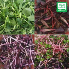 친환경 어린잎 채소 1000g /SJ 무농약인증 베이비채소 어린잎야채 부드럽고 아삭한 식감 비빔밥 샐러드 다양한 음식에 첨가, 1개, 1kg