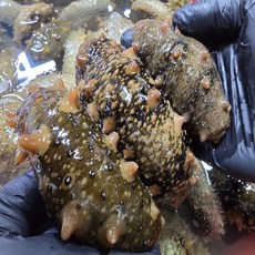 통영 산지직송 해녀가 채취한 신선한 자연산 참해삼(대), 500g(2-7미), 1박스