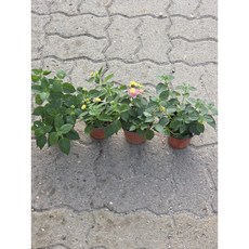 2+2 4개발송 난타나 란타나 소품 반려식물 야생화 식물학박사, 4개