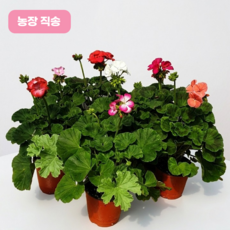 꽃팡팡 제라늄 소품 받침포함 농장직배송 풍성한 잎 볼륨 사계절꽃 생화, 2개, 랜덤발송