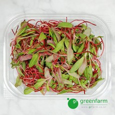 루비레드(적근대순)_50g, 1개