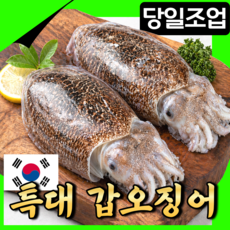 [당일조업] 생물 갑오징어 국내산 특대사이즈 선주직발송 특품선별, 1박스, 2kg 특대 4~6미
