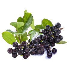 [초특가] 특상품 햇 고창 아로니아 줄기 제거 산지직송 슈퍼푸드 냉동, 1박스, 아로니아 특품(줄기제거) 1kg