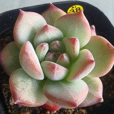 [앨리다육코리아] 통통한 잎 귀여운 라탐 6cm