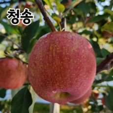 사과 청송사과 부사사과 당도선별 햇사과, 1박스, 5kg