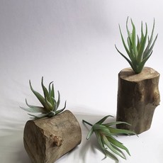 仿真植物 擺飾 木頭底座, P81仿真多肉+木頭底座(隨機), 1套