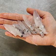 국내산 급냉 호래기 꼴뚜기 횟감용 숙회용, 1개, 급냉 호래기 500g (횟감용)