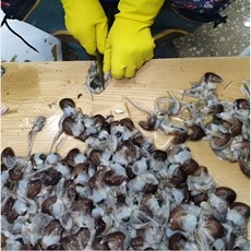 여수 생물 검정새조개 손질새조개 특품, 1개, 생물 손질새조개 200g