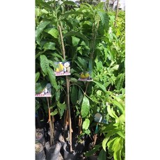 霏霏園藝 冬蜜黃金果 4吋半盆 含盆高4尺, 1個