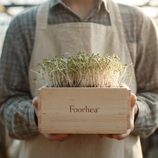 국내산 무농약 베이비채소 청경채 반박스500g 당일수확 샐러드야채 새싹채소, 베이비 청경채 반박스 500g