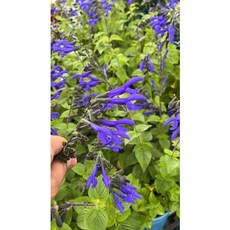 霏霏園藝 蜂鳥鼠尾草 5-6吋盆栽 亮麗藍紫色花卉, 1個
